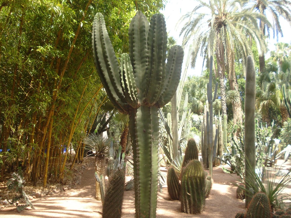 marjorellecactus